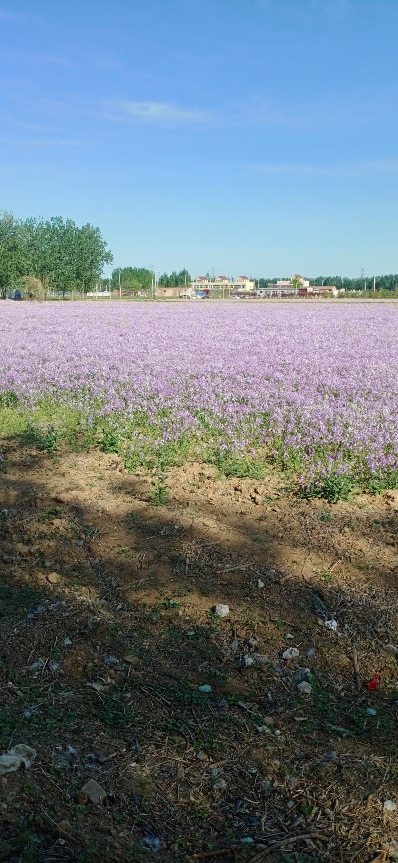 园林绿化，花秄，草秄，树秄，