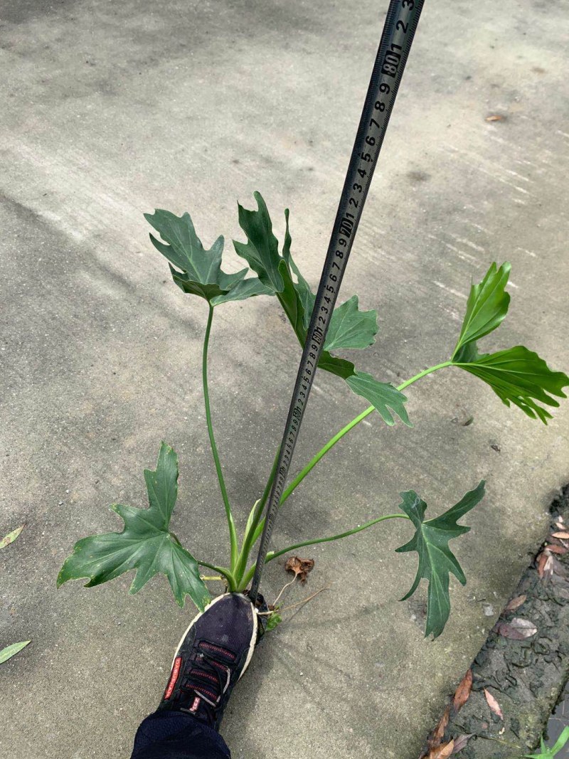 郫都区春羽地苗价格低，春羽杯苗价格，春羽成都基地货源直销