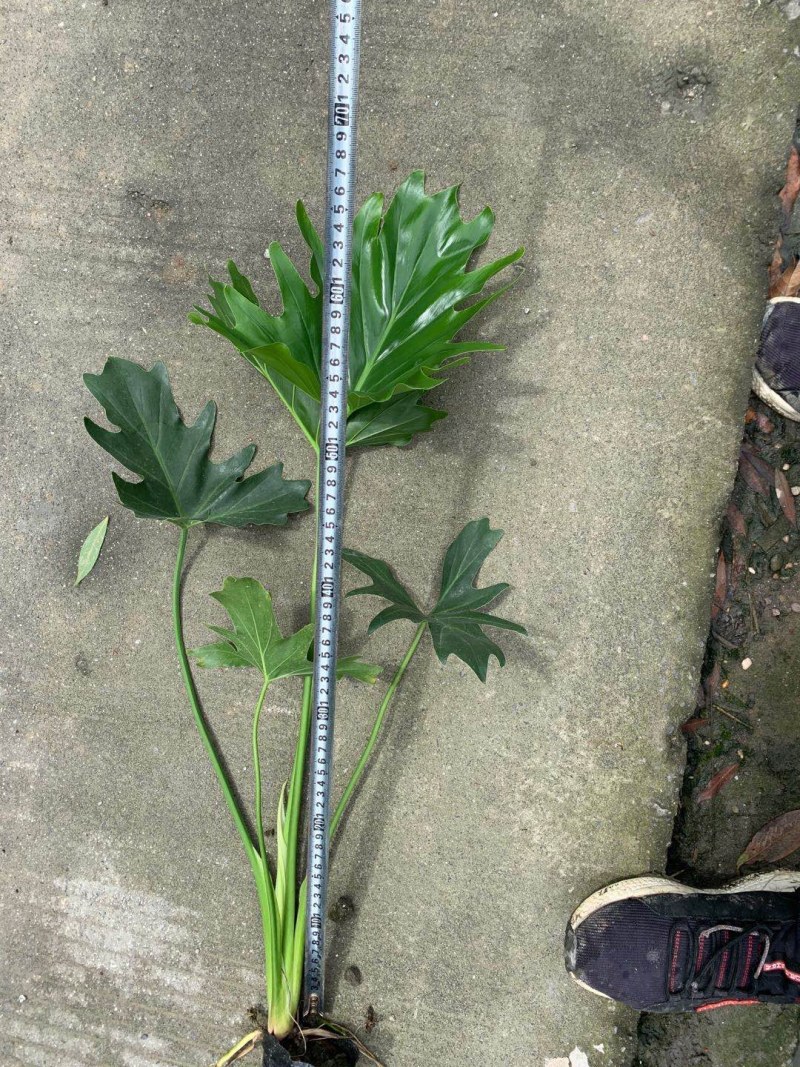 郫都区春羽地苗价格低，春羽杯苗价格，春羽成都基地货源直销