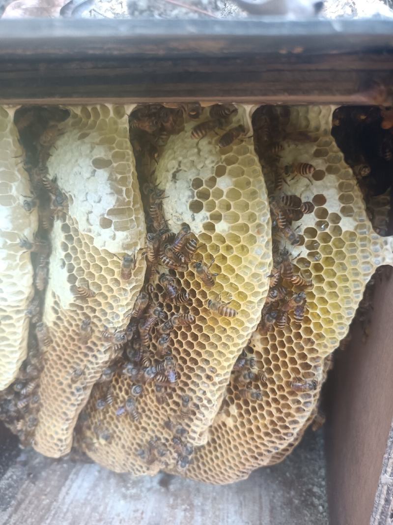 诱蜂箱蜂蜜