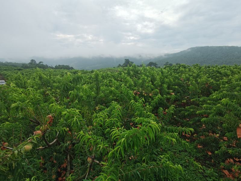 云南石屏高山露天套袋鹰嘴桃