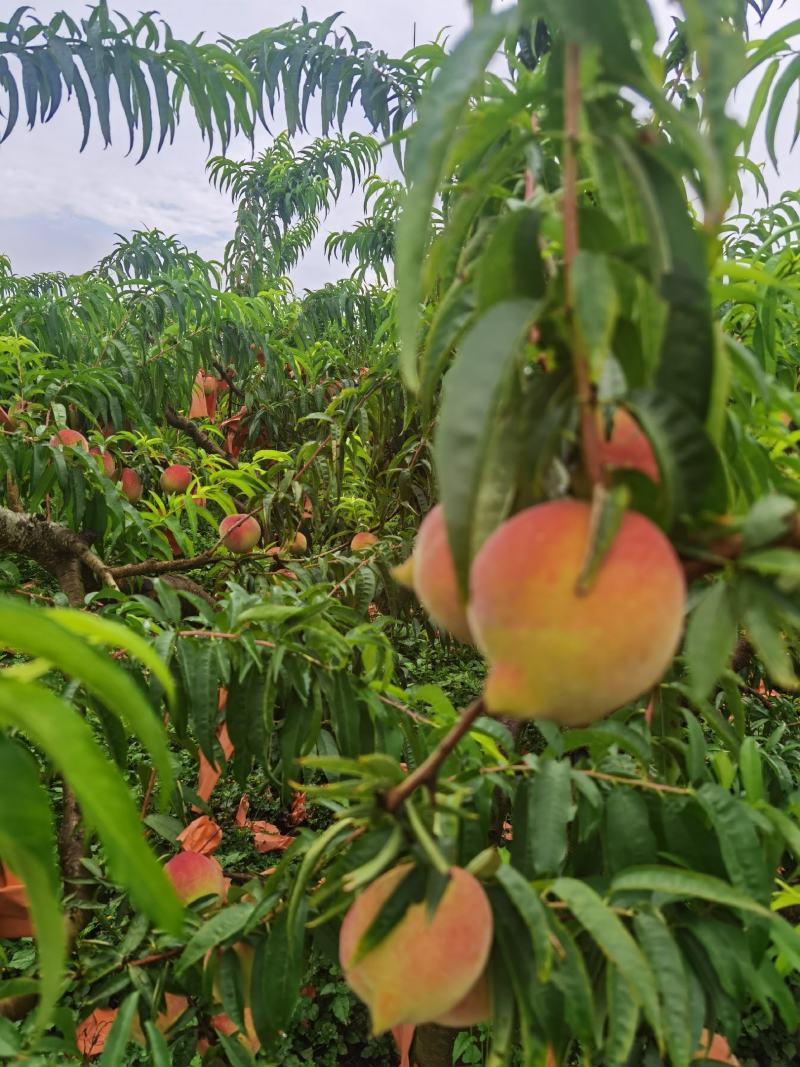 云南石屏高山露天套袋鹰嘴桃