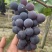 巨峰葡萄🍇阳光玫瑰团购加工