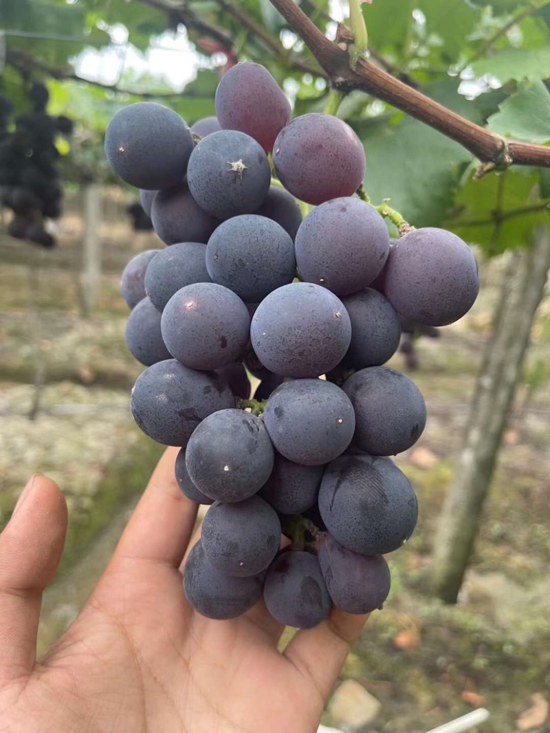巨峰葡萄🍇阳光玫瑰团购加工