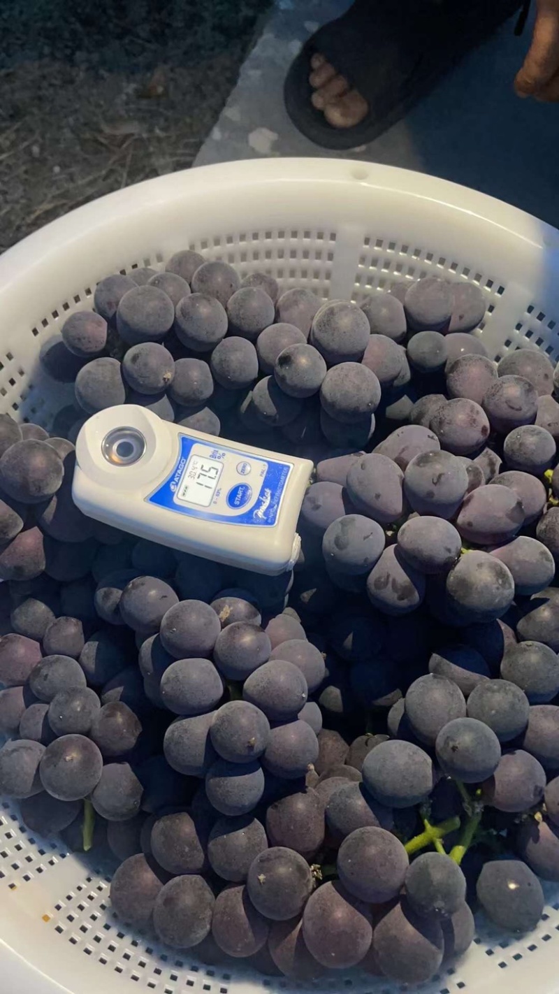 巨峰葡萄🍇阳光玫瑰团购加工