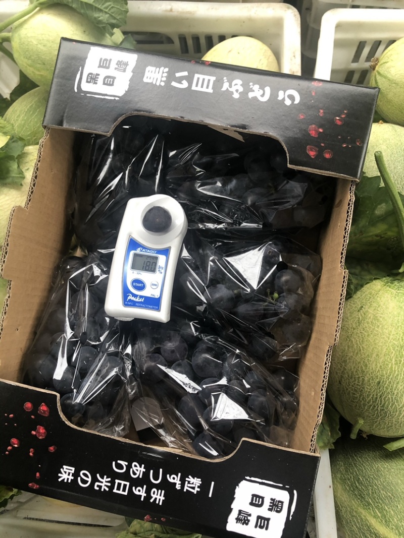 巨峰葡萄🍇阳光玫瑰团购加工
