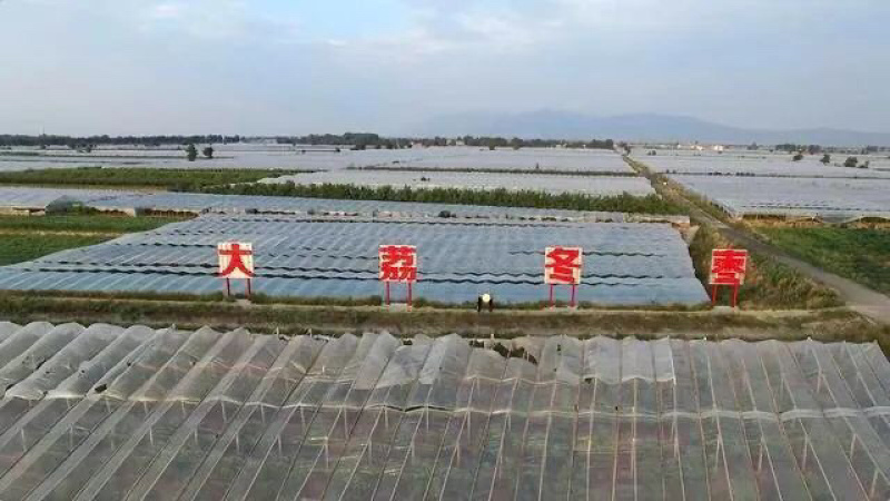 2024大荔冬枣源头直采顺丰京东包邮到家皮薄肉厚核小