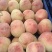 離核毛桃秋彤大量上市