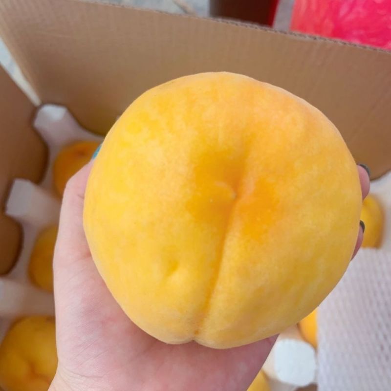 蒙阴蜜桃