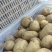 平度荷兰十五土豆大量上市，色泽光鲜，耐运贮