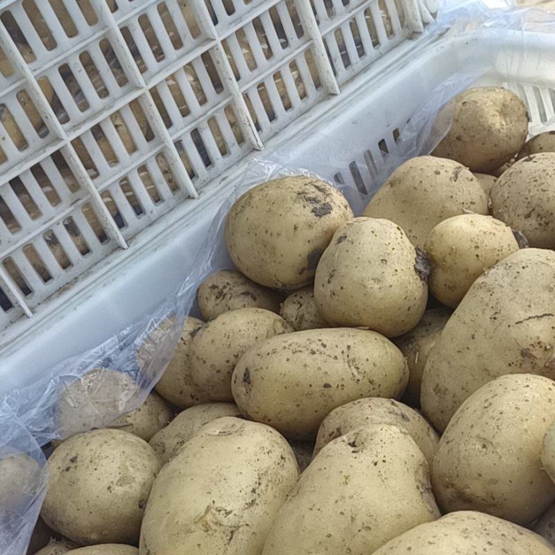 平度荷兰十五土豆大量上市，色泽光鲜，耐运贮