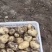 平度荷兰十五土豆大量上市，色泽光鲜，耐运贮