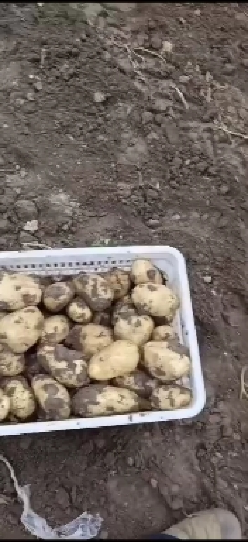 平度荷兰十五土豆大量上市，色泽光鲜，耐运贮