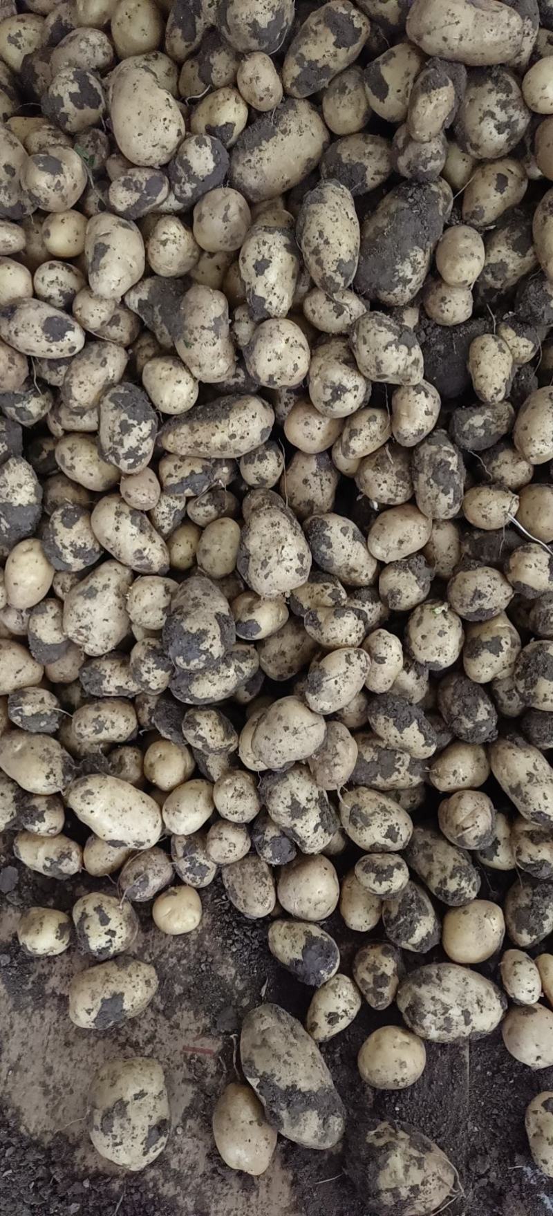 平度荷兰十五土豆大量上市，色泽光鲜，耐运贮