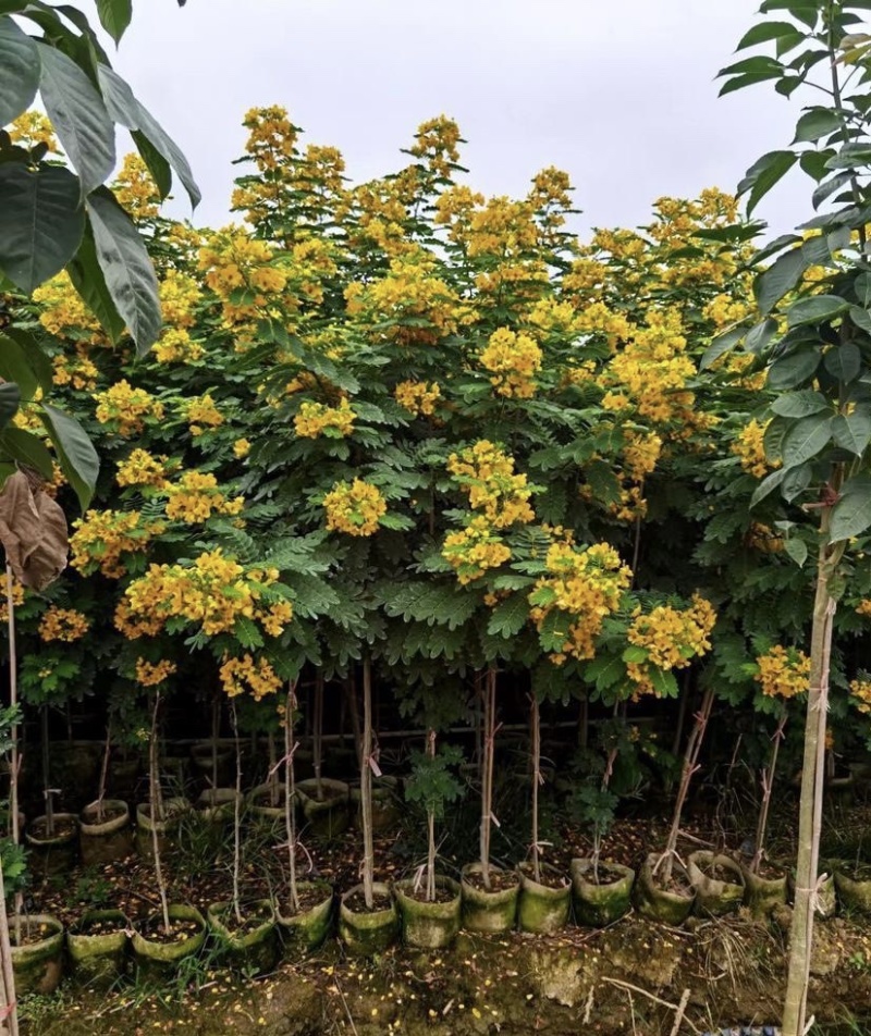 大量出售各种规格的黄槐有须联系我价格优惠