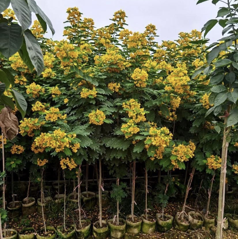 大量出售各种规格的黄槐有须联系我价格优惠