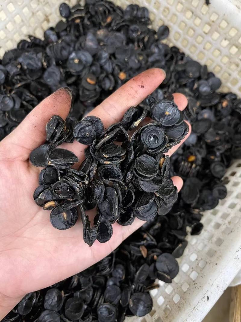 便秘果肉片果肉腊肠果肉产地一手货源大量现货