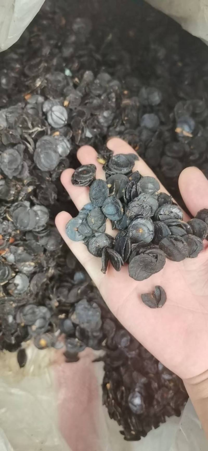 便秘果肉片果肉腊肠果肉产地一手货源大量现货