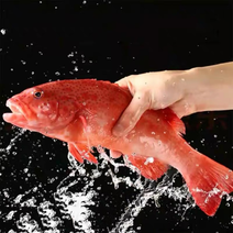 海捕东星斑红石斑鱼深海燕尾斑鱼新鲜活冻龙胆海鱼