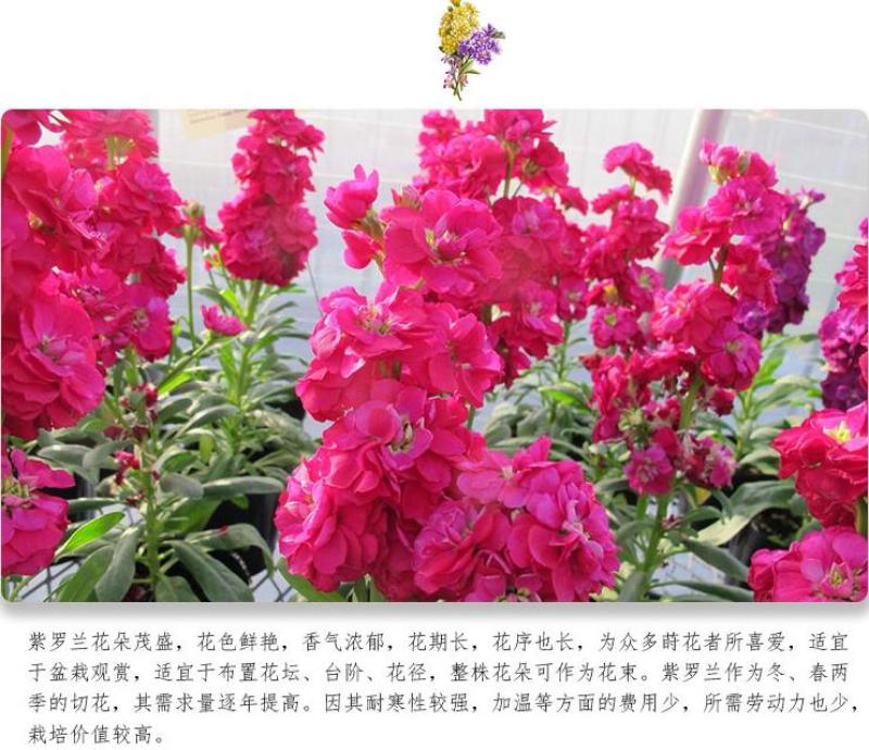 紫罗兰种子春冬花卉四季播阳台室内耐寒易种观赏价值高