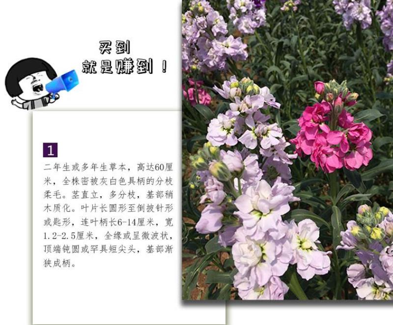 紫罗兰种子春冬花卉四季播阳台室内耐寒易种观赏价值高