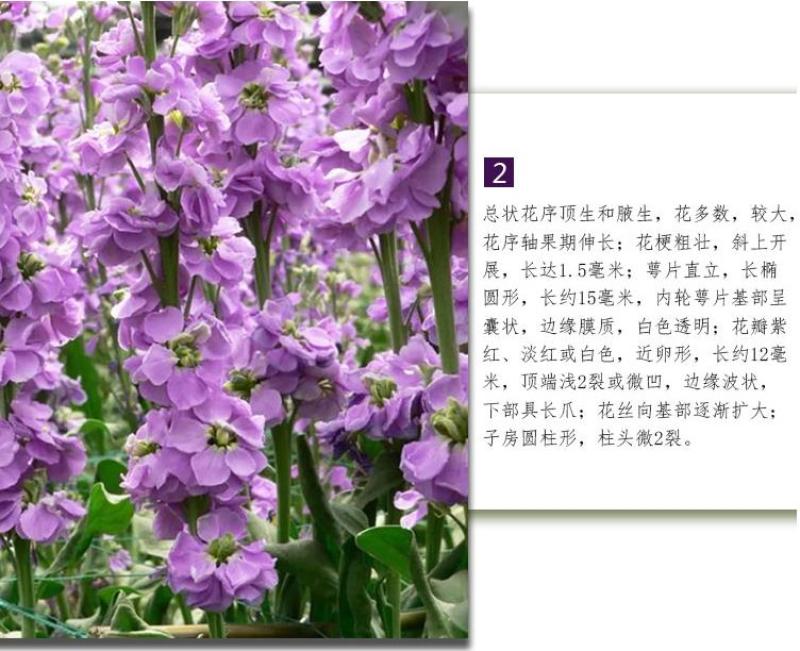 紫罗兰种子春冬花卉四季播阳台室内耐寒易种观赏价值高