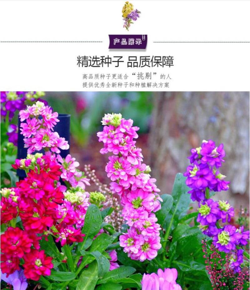紫罗兰种子春冬花卉四季播阳台室内耐寒易种观赏价值高