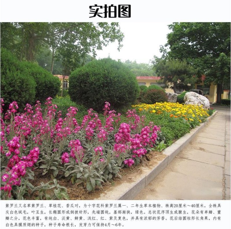 紫罗兰种子春冬花卉四季播阳台室内耐寒易种观赏价值高