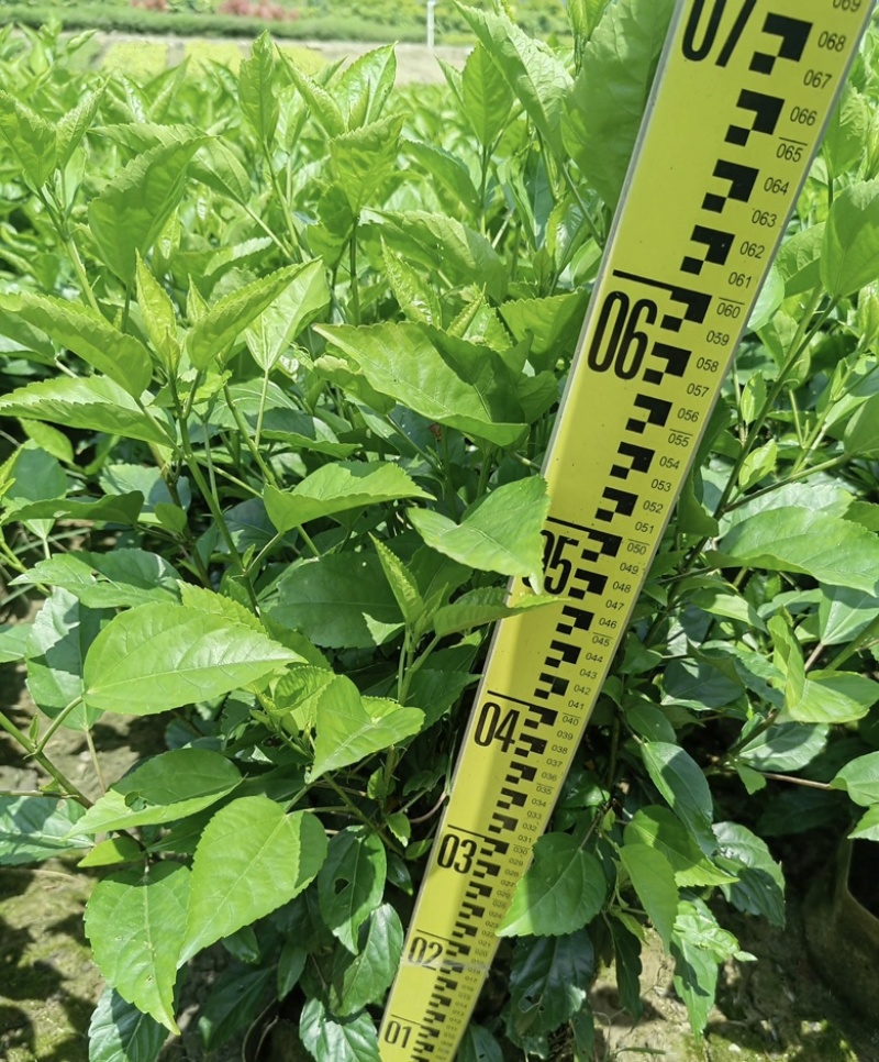 大量出售各种规格的大红花袋苗有须联系我价格优惠