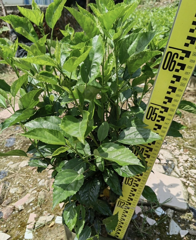 大量出售各种规格的大红花袋苗有须联系我价格优惠