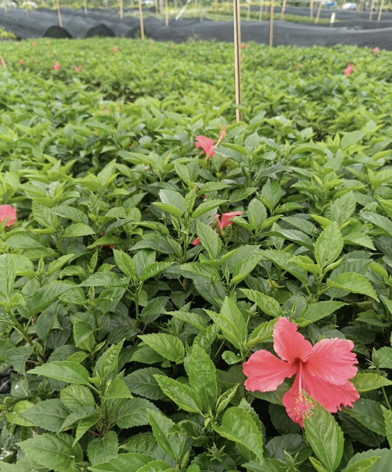 大量出售各种规格的大红花袋苗有须联系我价格优惠