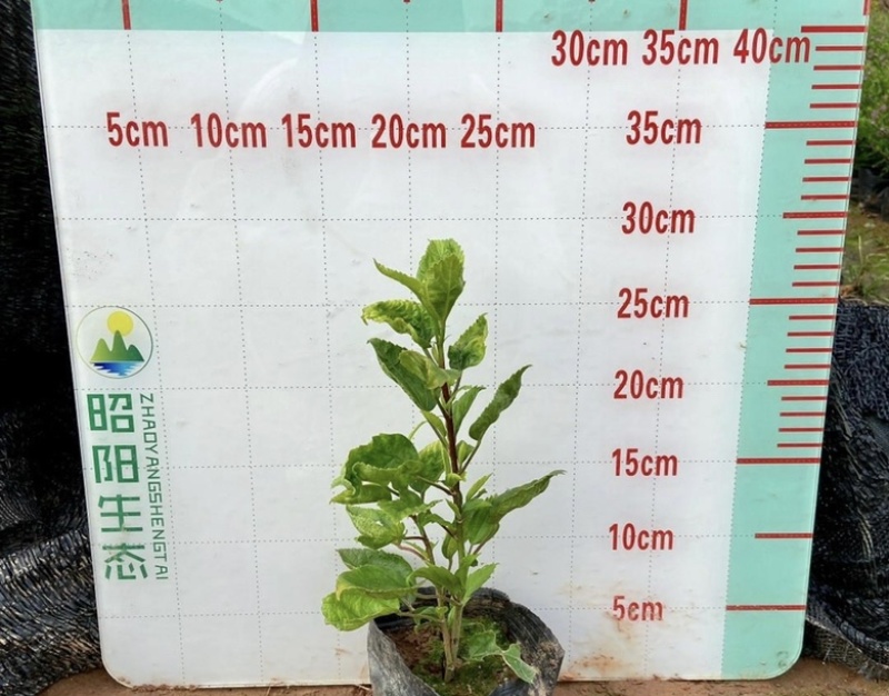大量出售各种规格的大红花袋苗有须联系我价格优惠