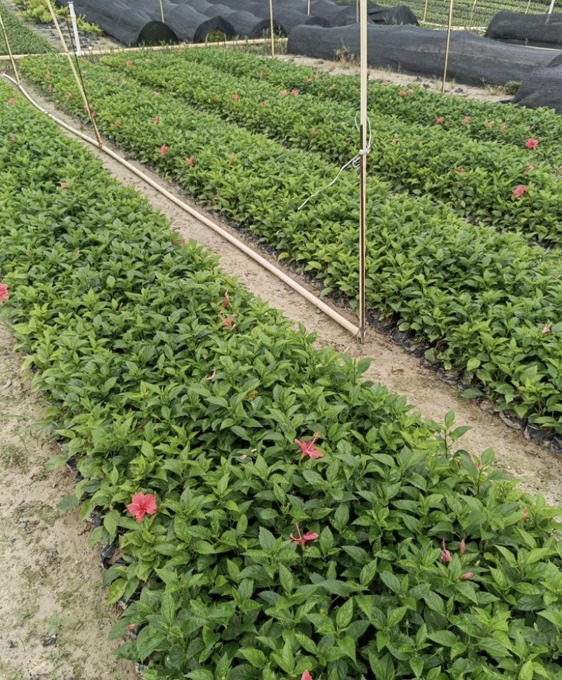 大量出售各种规格的大红花袋苗有须联系我价格优惠