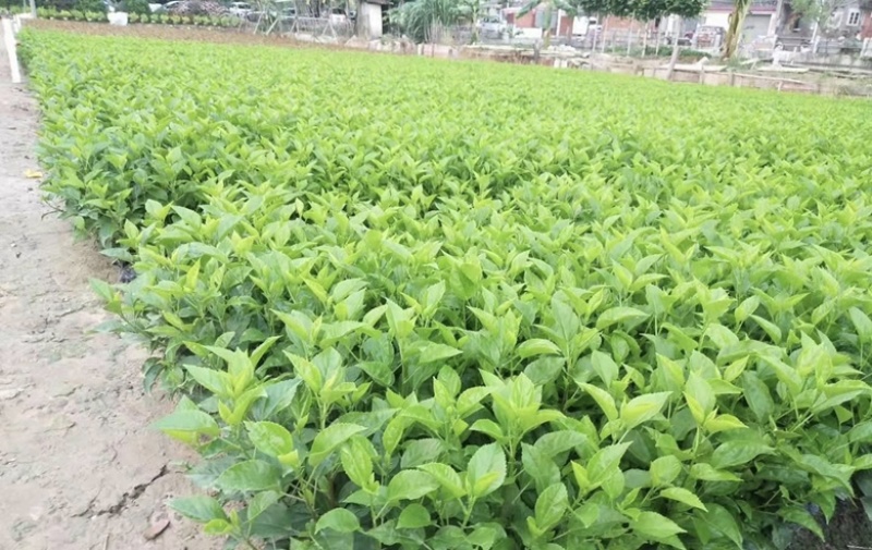 大量出售各种规格的大红花袋苗有须联系我价格优惠