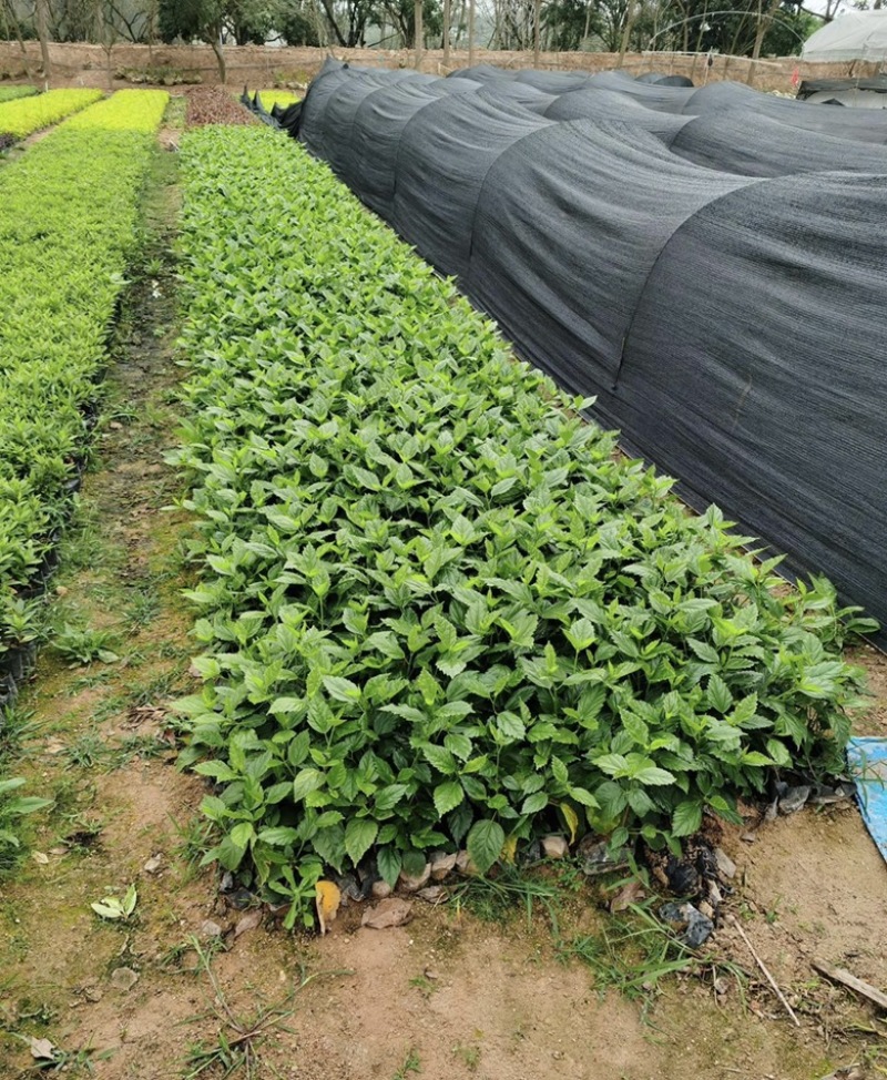 大量出售各种规格的大红花袋苗有须联系我价格优惠