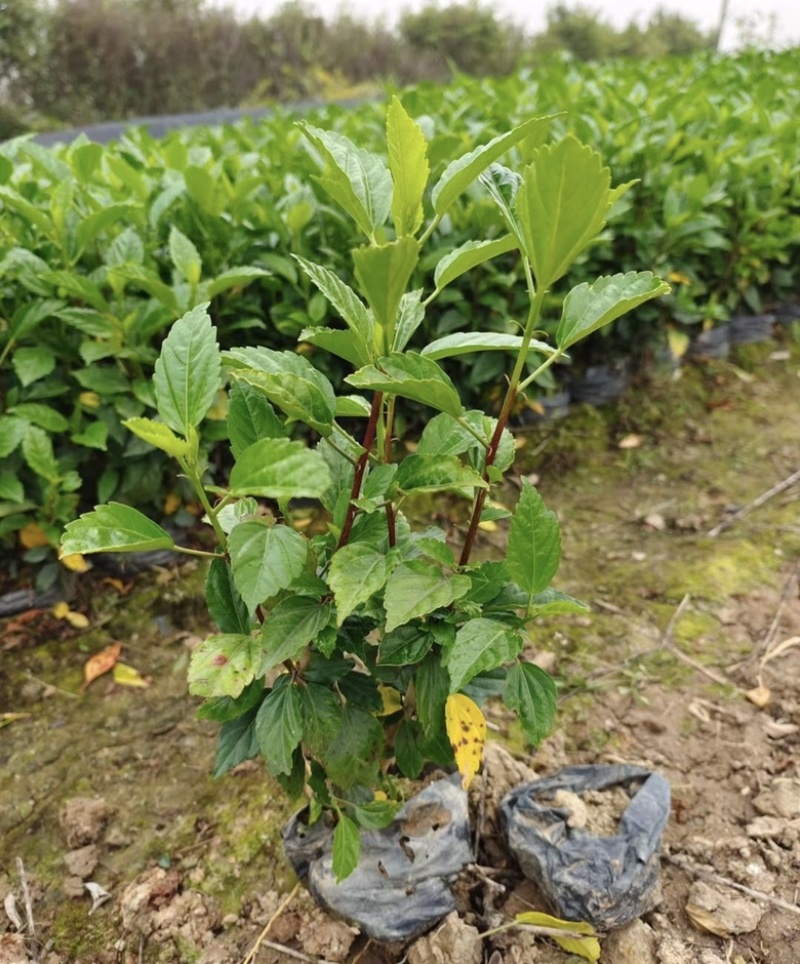 大量出售各种规格的大红花袋苗有须联系我价格优惠