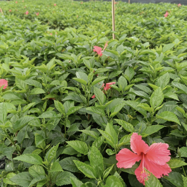 大量出售各种规格的大红花袋苗有须联系我价格优惠