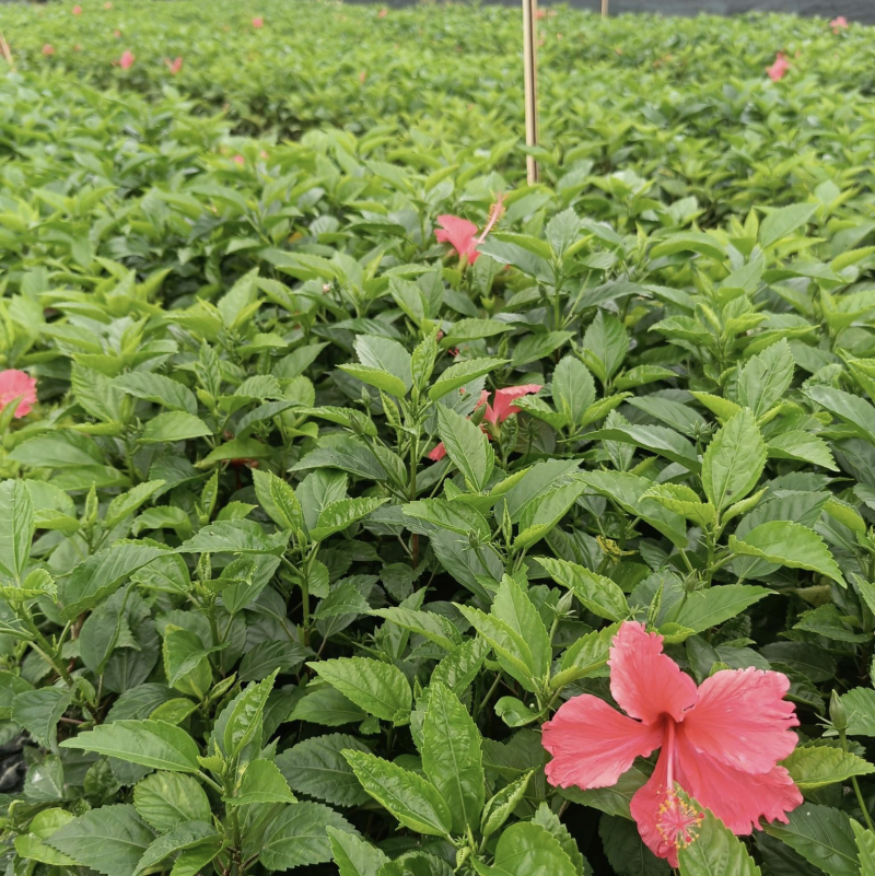 大量出售各种规格的大红花袋苗有须联系我价格优惠