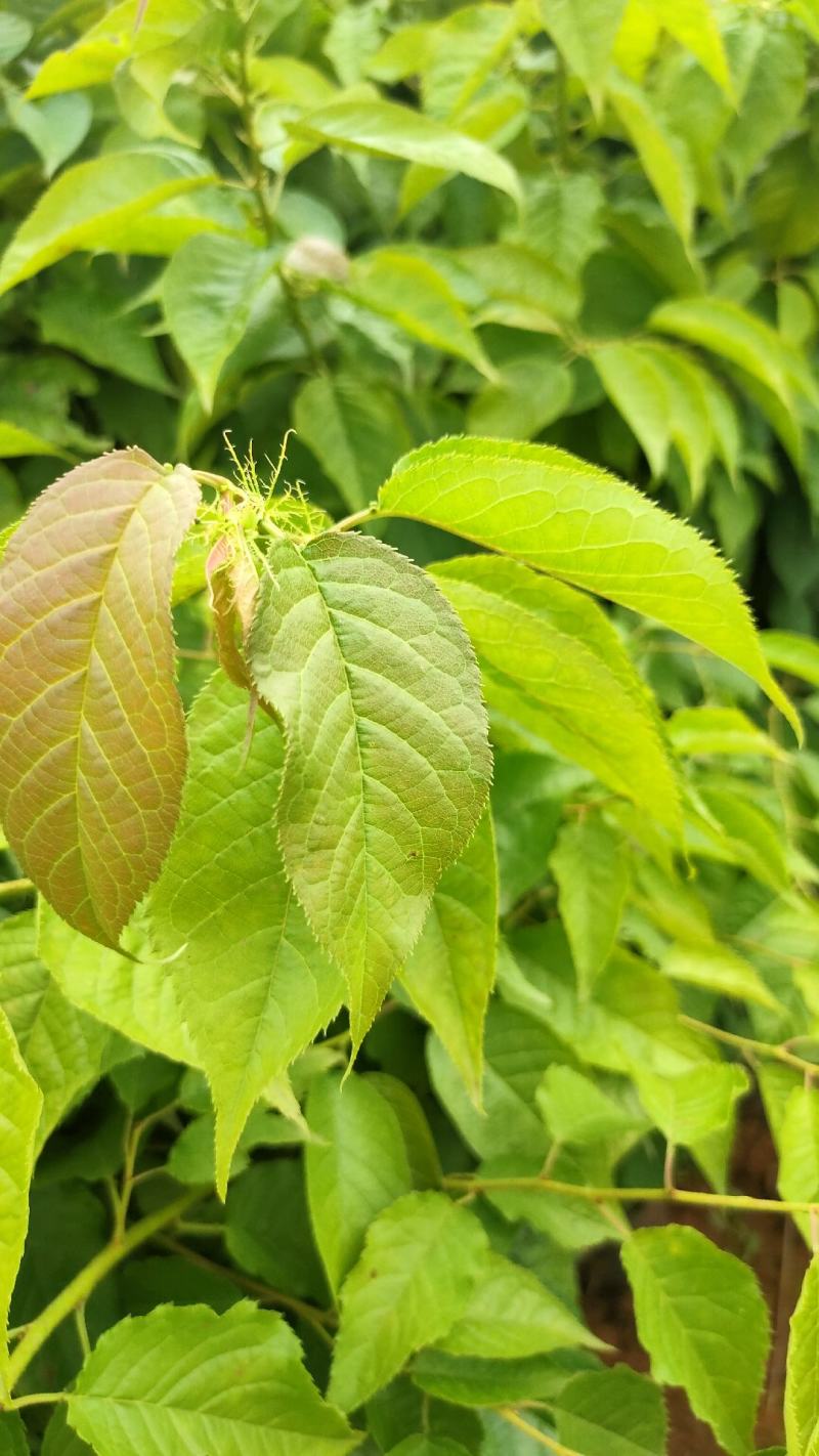 云南樱花樱花树苗小袋樱花苗大袋樱花树薄利多