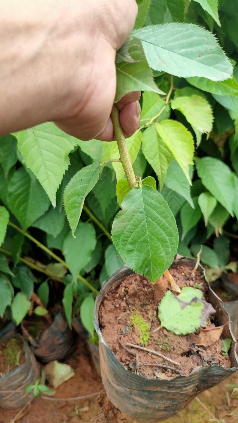 云南樱花樱花树苗小袋樱花苗大袋樱花树薄利多