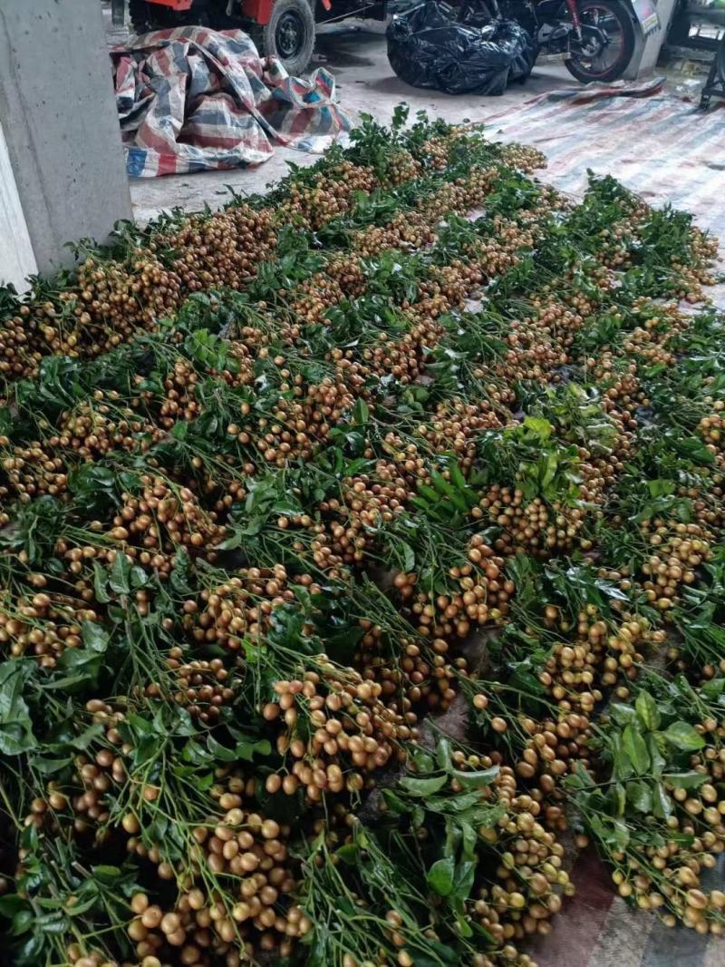 广西黑金刚黑黄皮口感不错满意100分