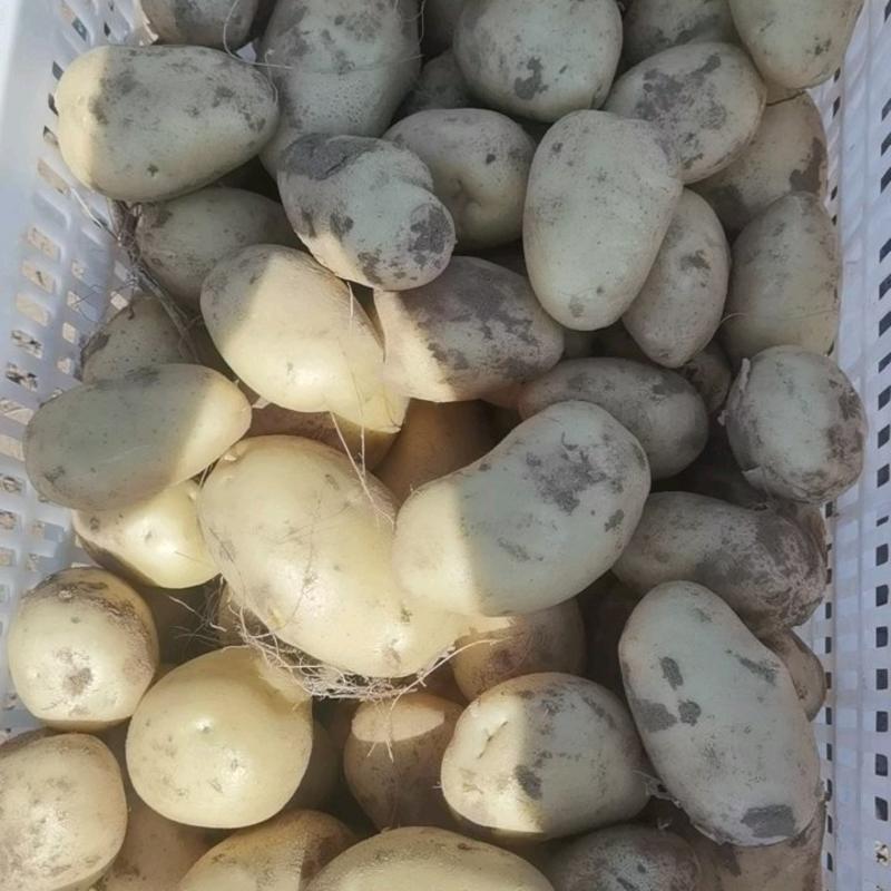 土豆陕西靖边v7土豆新鲜蔬菜【个大干净货美】土豆批发
