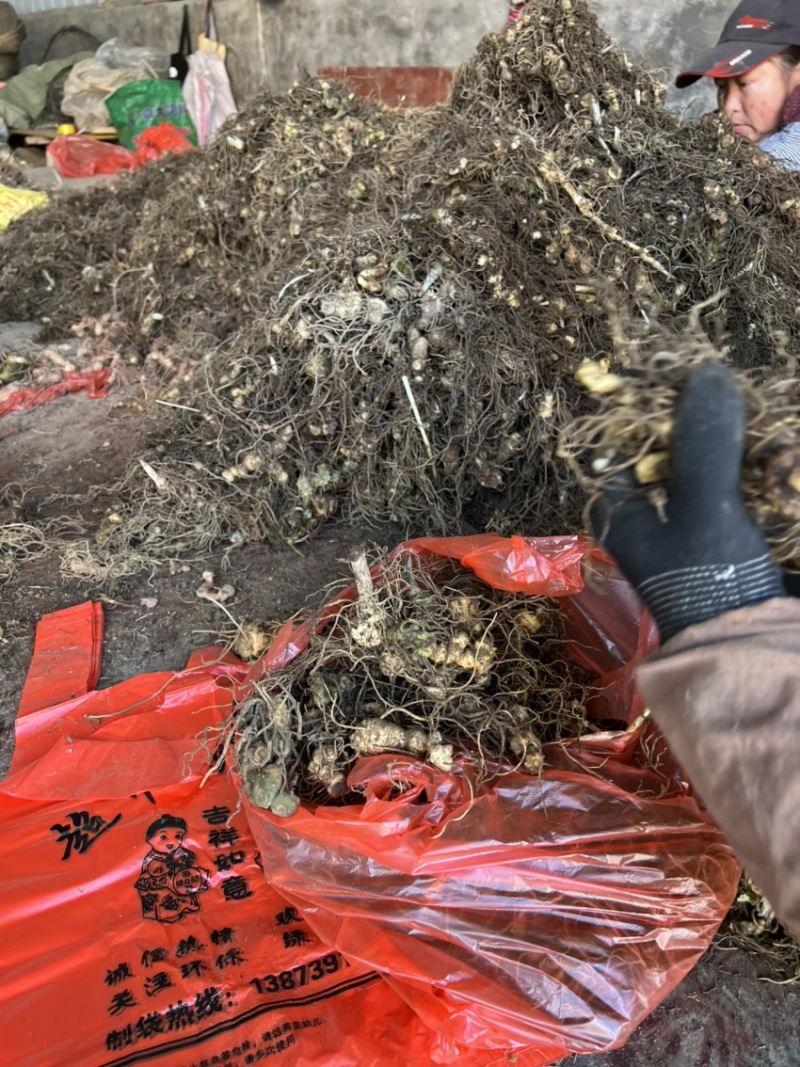 多花倒杆姜形块茎黄精苗