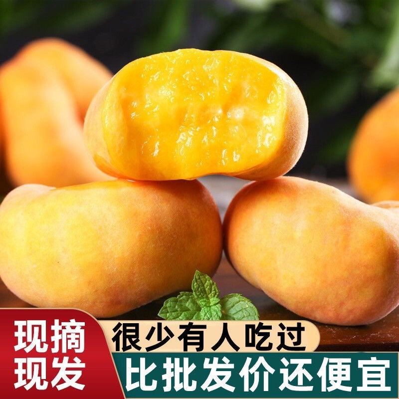 《推荐》油蟠7，油蟠桃蟠5蟠7蟠9量大优惠，欢迎咨询
