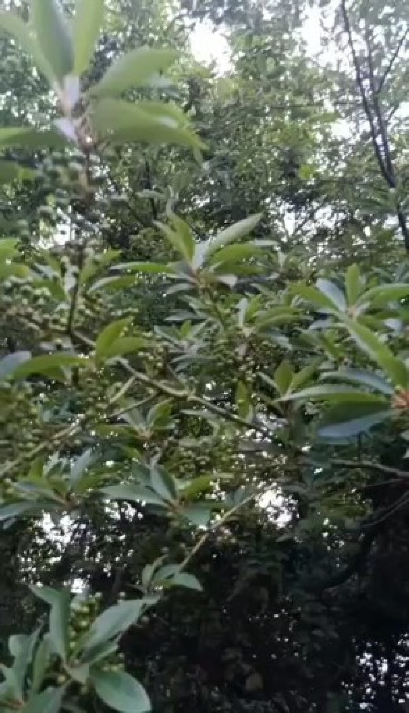 山苍子油山鸡椒油木姜子油山胡椒油纯野生食品级