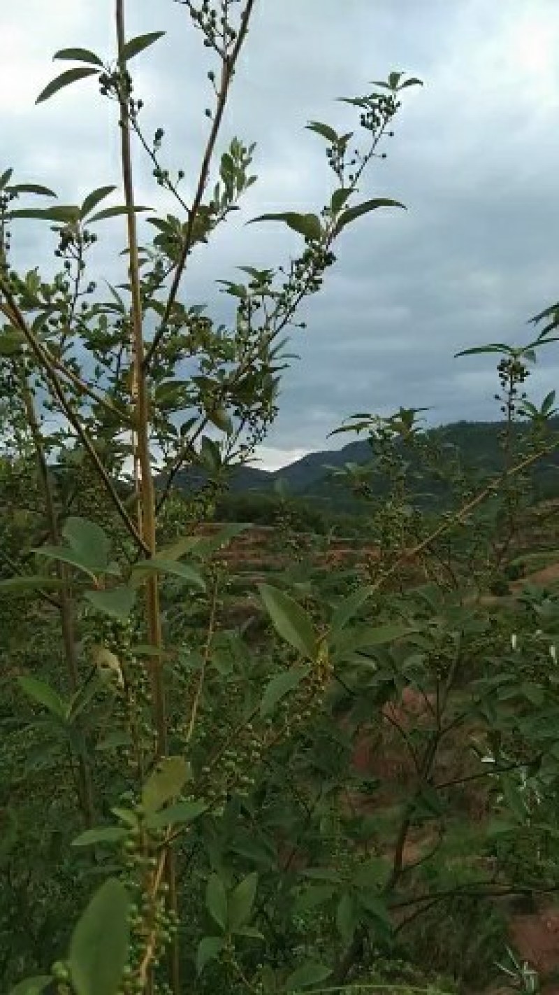 山苍子油山鸡椒油木姜子油山胡椒油纯野生食品级