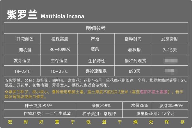 紫罗兰花种子多年生室内阳台盆栽四季易种花卉春播夏播秋播种