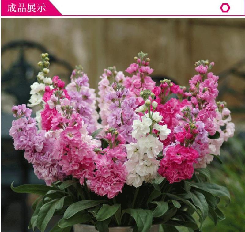 紫罗兰花种子多年生室内阳台盆栽四季易种花卉春播夏播秋播种