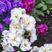 紫罗兰花种子多年生室内阳台盆栽四季易种花卉春播夏播秋播种