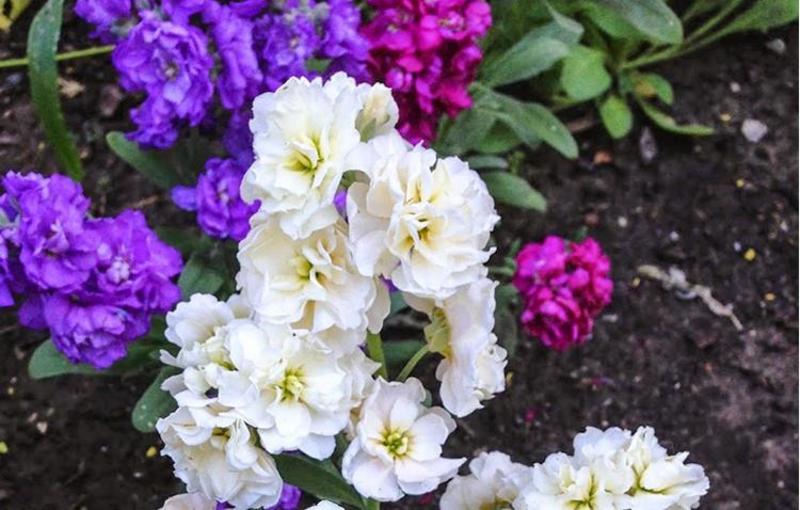 紫罗兰花种子多年生室内阳台盆栽四季易种花卉春播夏播秋播种